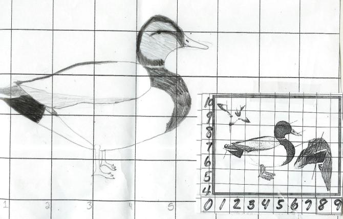 Mallard.jpg