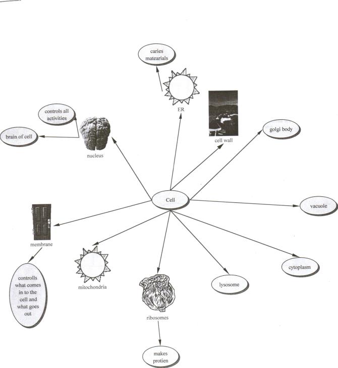 Medium Organizer.jpg