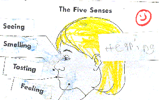 Five Senses Labeling Whsht. - Sample 1