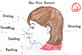 Five Senses Labeling Wksht. - Sample 2