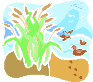This is a picture of a pond.