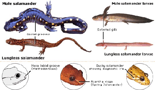 costal groove salamander