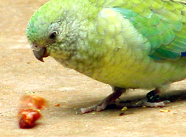 Getting to Know the Red-Rumped Parrot - SAS
